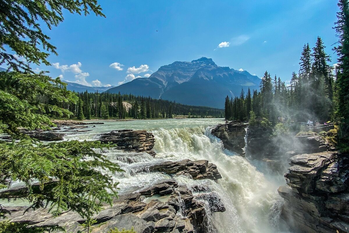 The Athabasca glacial river tumbles down into a waterfall. There are green pine trees surrounding the river with a backdrop of a mountain in the distance.