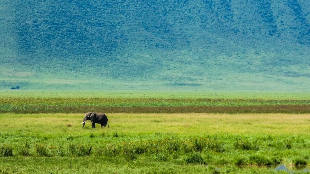 Lone elephant in the distance with backdrop of green mountain behind him.