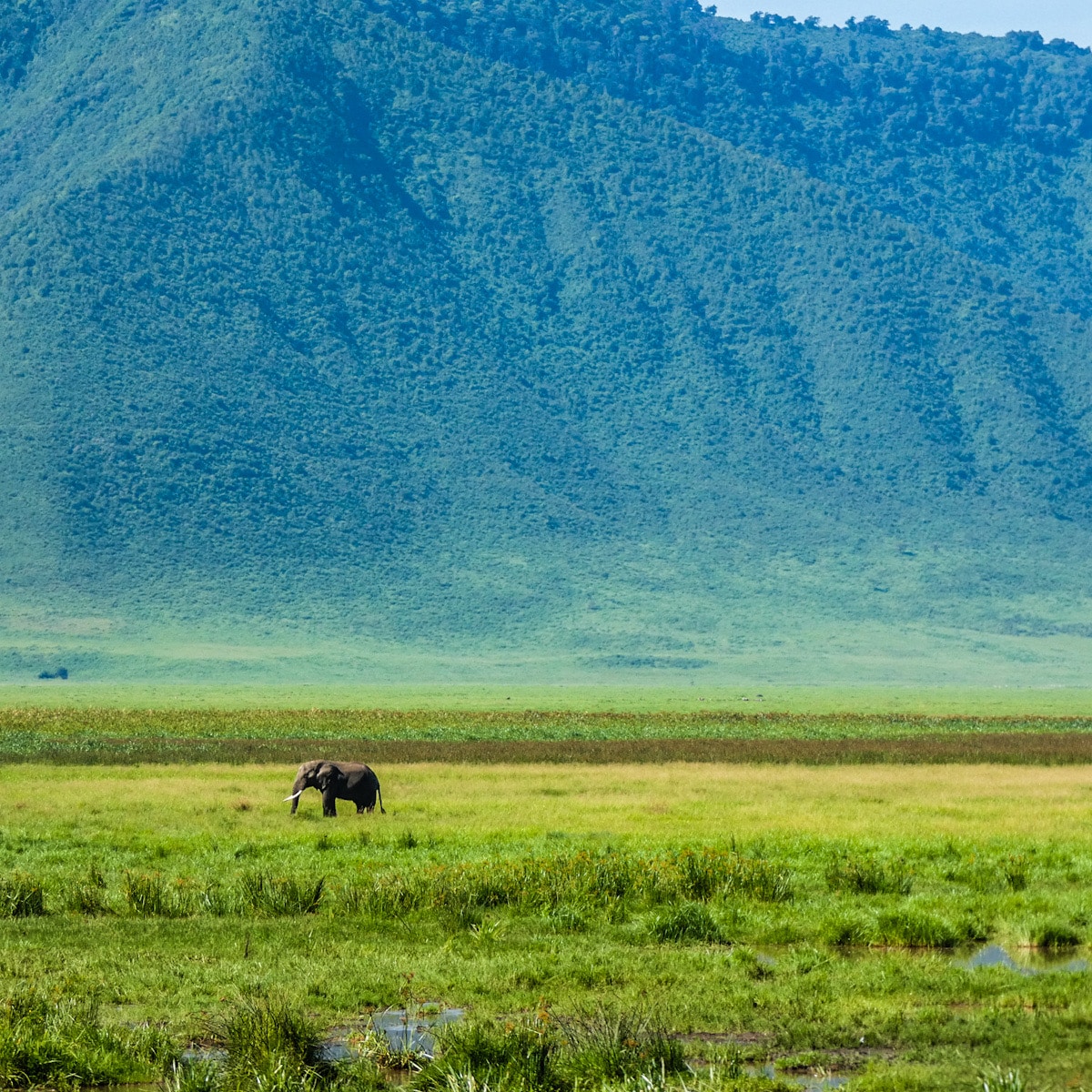 Lone elephant in the distance with backdrop of green mountain behind him.