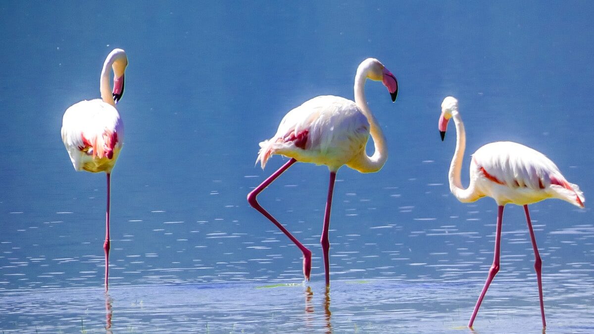 2 pink flamingoes wade and one flamingo stands on one leg in blue water. 