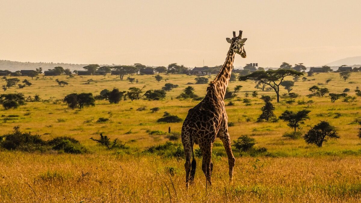 A lone giraffe walks away through long orange and yellow grass. Showcasing what a safari in Tanzania looks like during the best and worst months.