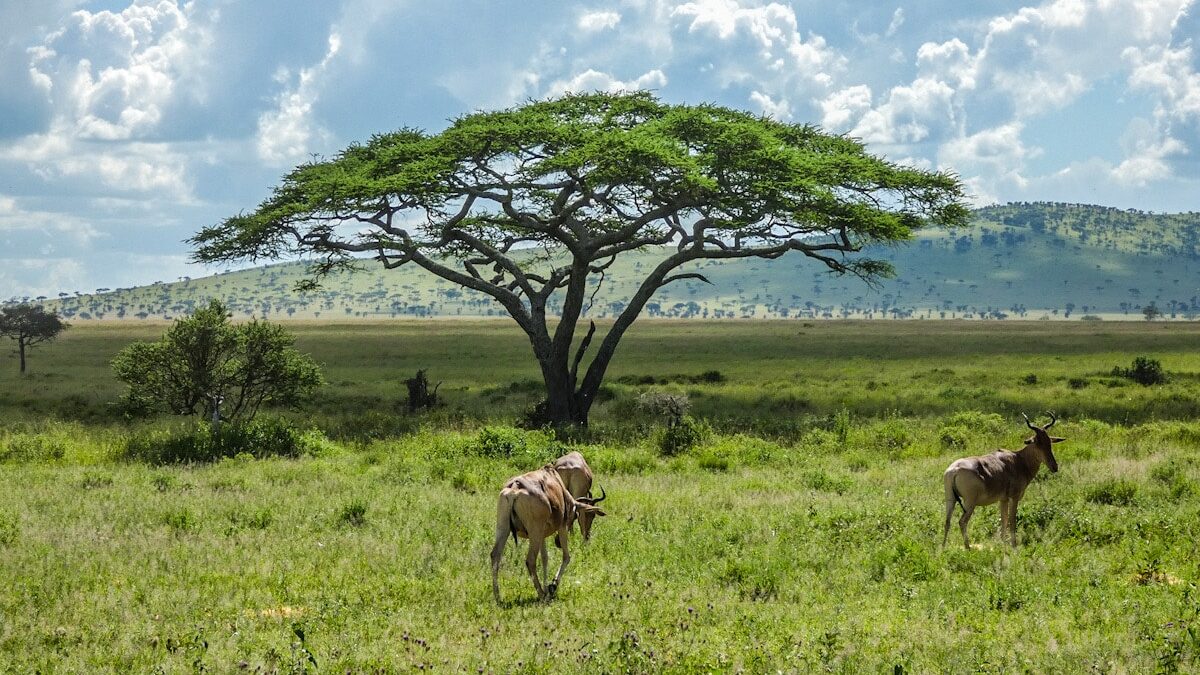 3 hartebeests graze a luscious green field with a green flat topped acacia tree. Showcasing what a safari in Tanzania looks like during the best and worst months.