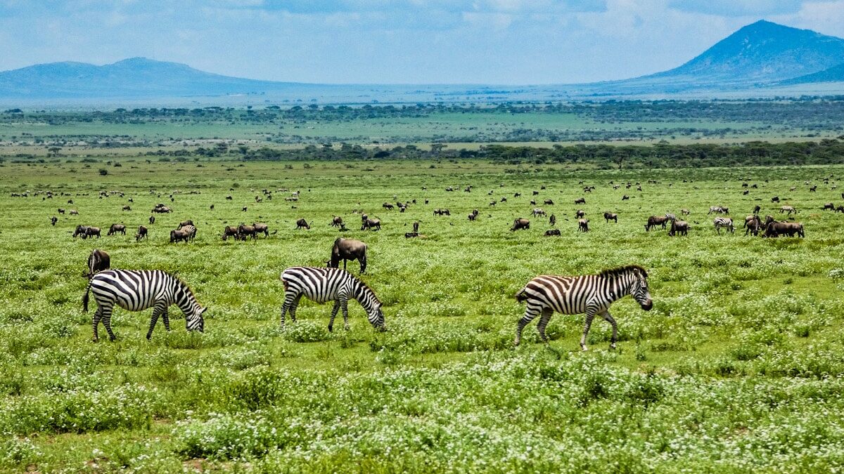 3 zebras graze a luscious green, flower filled landscape with numerous wildebeest behind them. Showcasing what a safari in Tanzania looks like during the best and worst months.