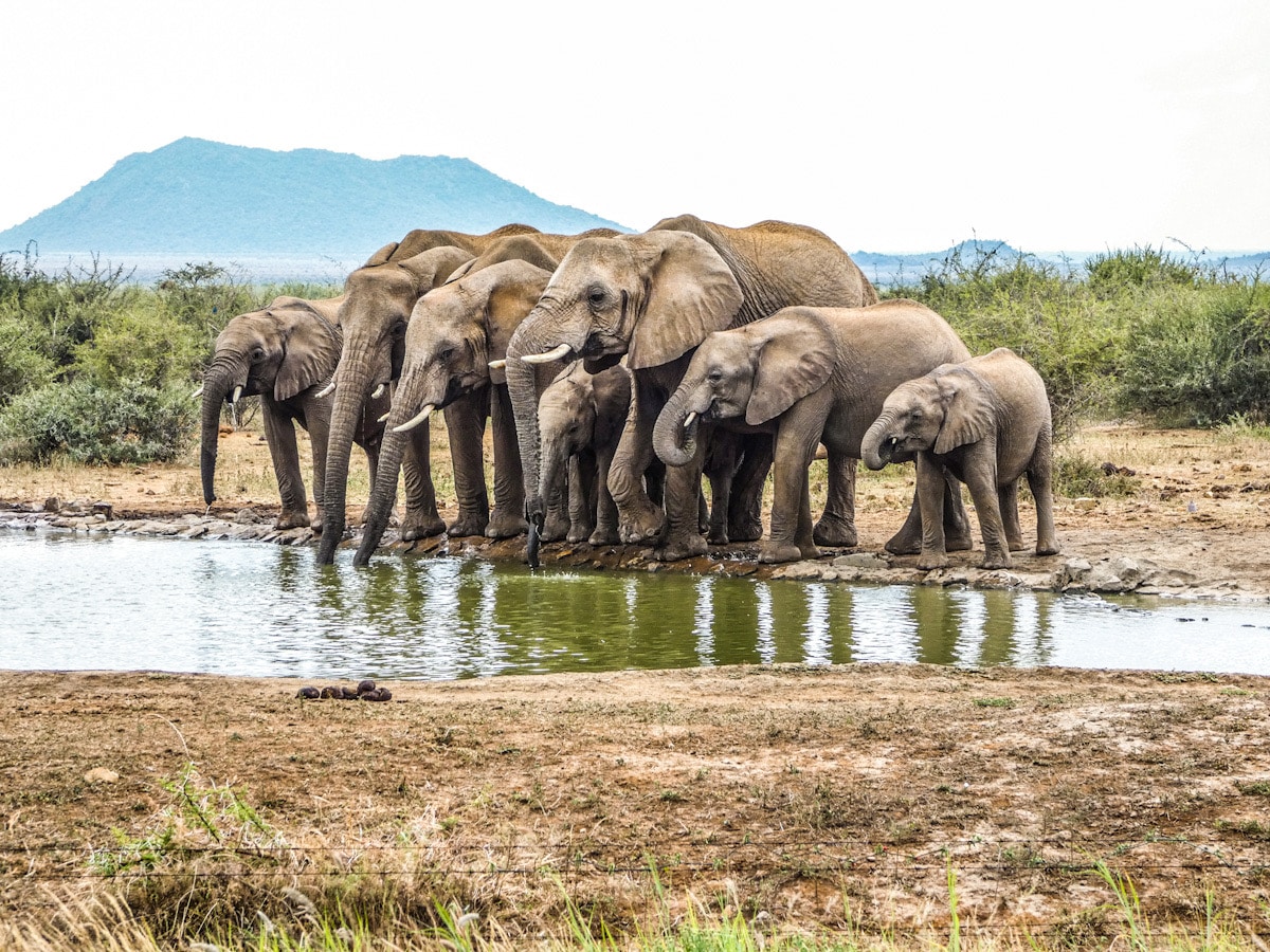 A herd of elephants in the African bush stand at a watering hole, drinking the water.