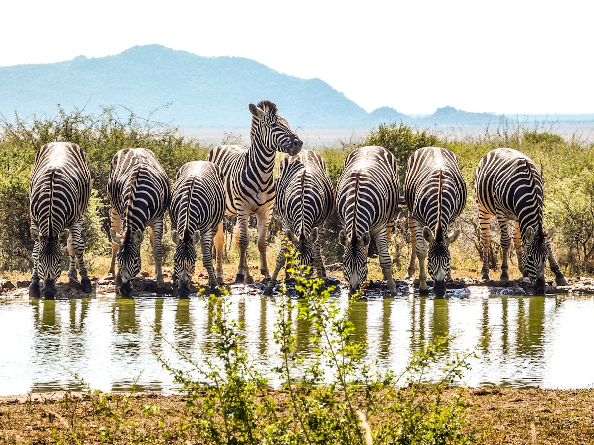 A group of zebras on safari, lined up and drinking by a watering hole in the South African bush. One zebra in the middle is looking up.