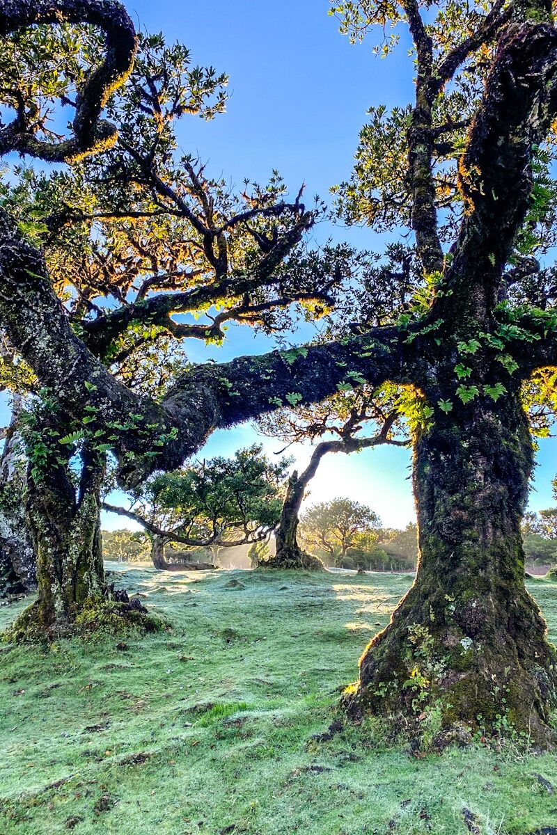 A mysterious forest of laurel trees are almost silhouetted from the bright sun shining behind it. The forest has an enchanting feel