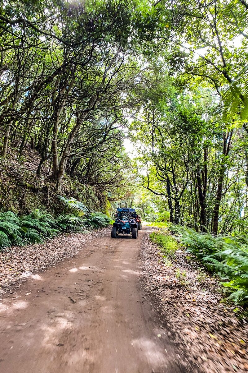 An off road buggy drives through the mountains forest of Madeira. The old trees and green foliage shrouds the buggy in shadow on the dirt road.