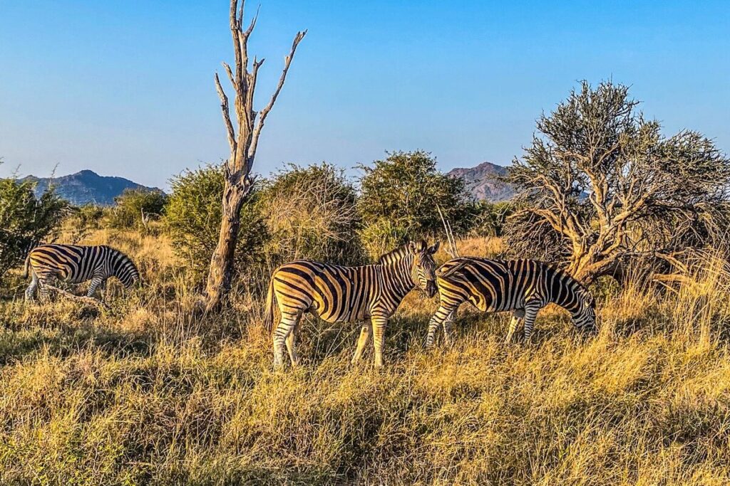 three zebras are seen grazing in the South African Bush in Madikwe Game Reserve. There is a golden hue as the sun is setting.