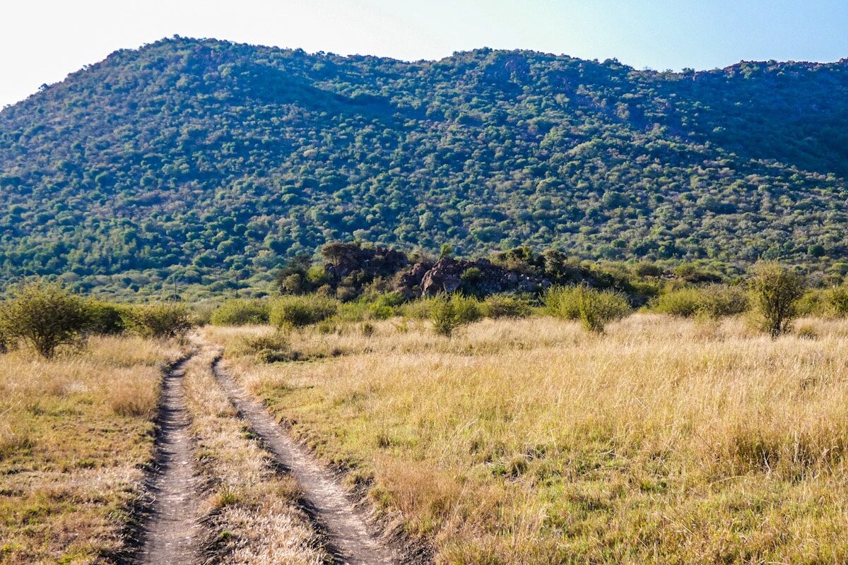 A safari dirt road winds into the distance with the backdrop of a green mountain in the distance. The road is surrounded by dried bush vegetation.