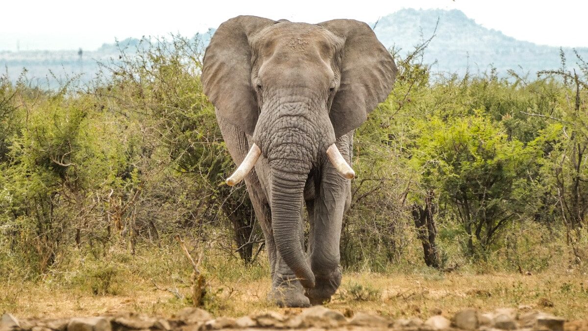 A bull elephant walks straight towards the camera on a safari in South Africa. The African bush is in the background.