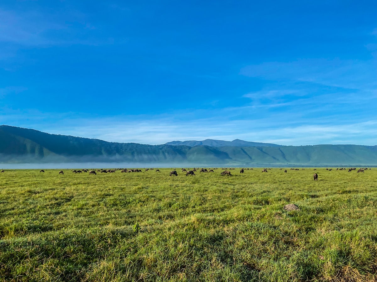 A large plain in Africa with lots of wildebeests, with mountains in the distance.