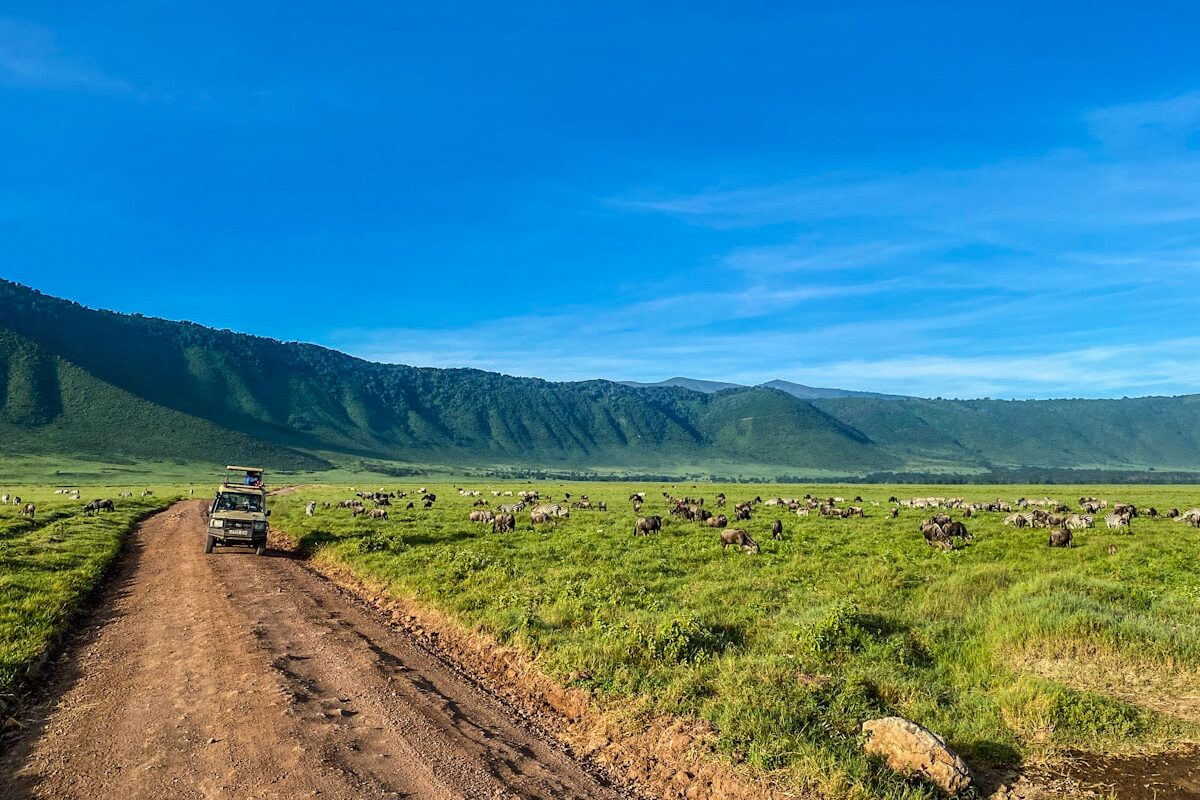 A dirt track winds into the distance of the bright luscious green Ngorongoro Crater. There are zebra and wildebeest grazing in the distance and a safari tuck is parked.