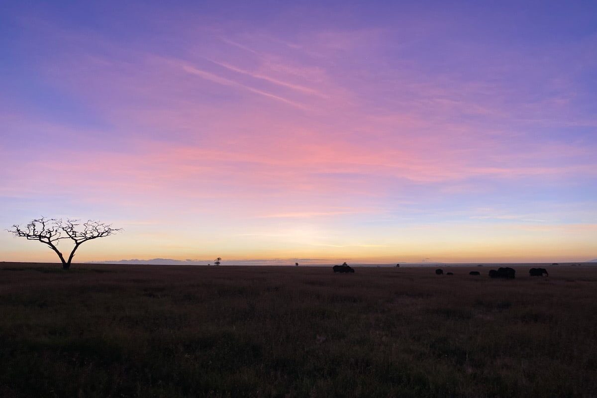 A stunning pink and purple sky illuminates in the Serengeti National Park before sunrise. There are silhouettes of a family of elephants in the distance. There is also a silhouette of a dead acacia tree.