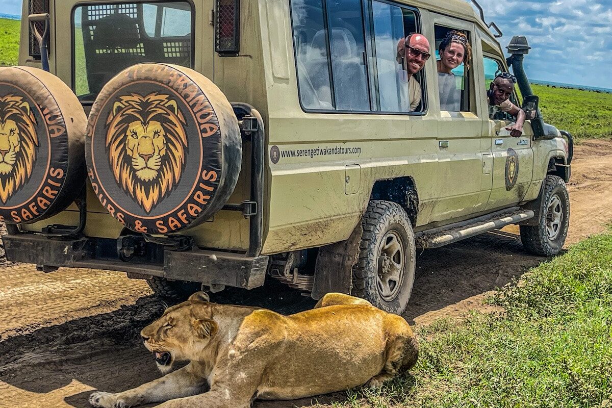 A man, woman and safari guide look out of their safari truck windows. There is a female lioness taking shelter from the sun lying right next to their safari truck.