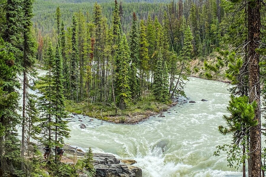 An island of pine trees situated in the middle of the Athabasca river as the river forms into a waterfall. There are pine trees surrounding the river and a backdrop of a mountain.