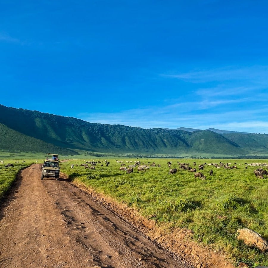 A dirt track winds into the distance of the bright luscious green Ngorongoro Crater. There are zebra and wildebeest grazing in the distance and a safari tuck is parked.