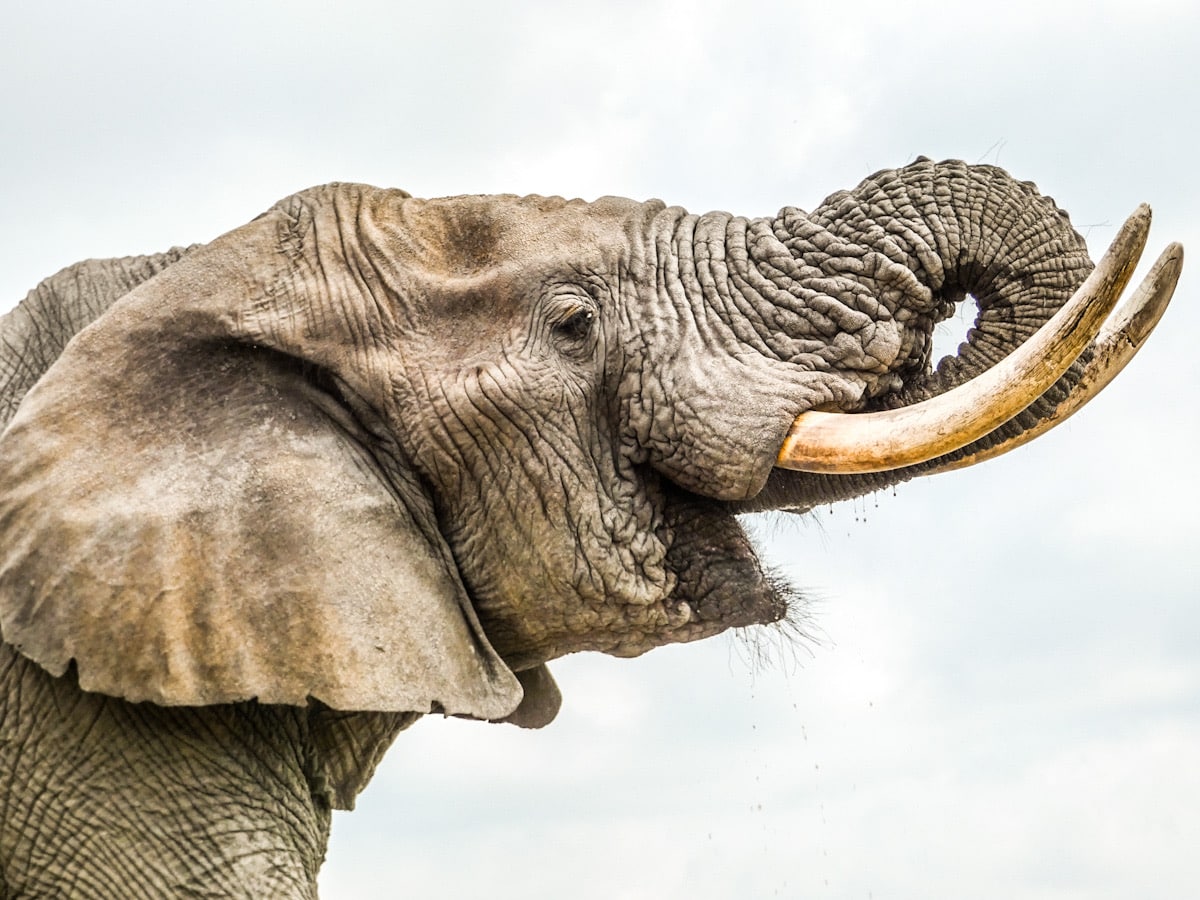 A close up profile of an elephant's face, with his trunk curled up into his mouth.