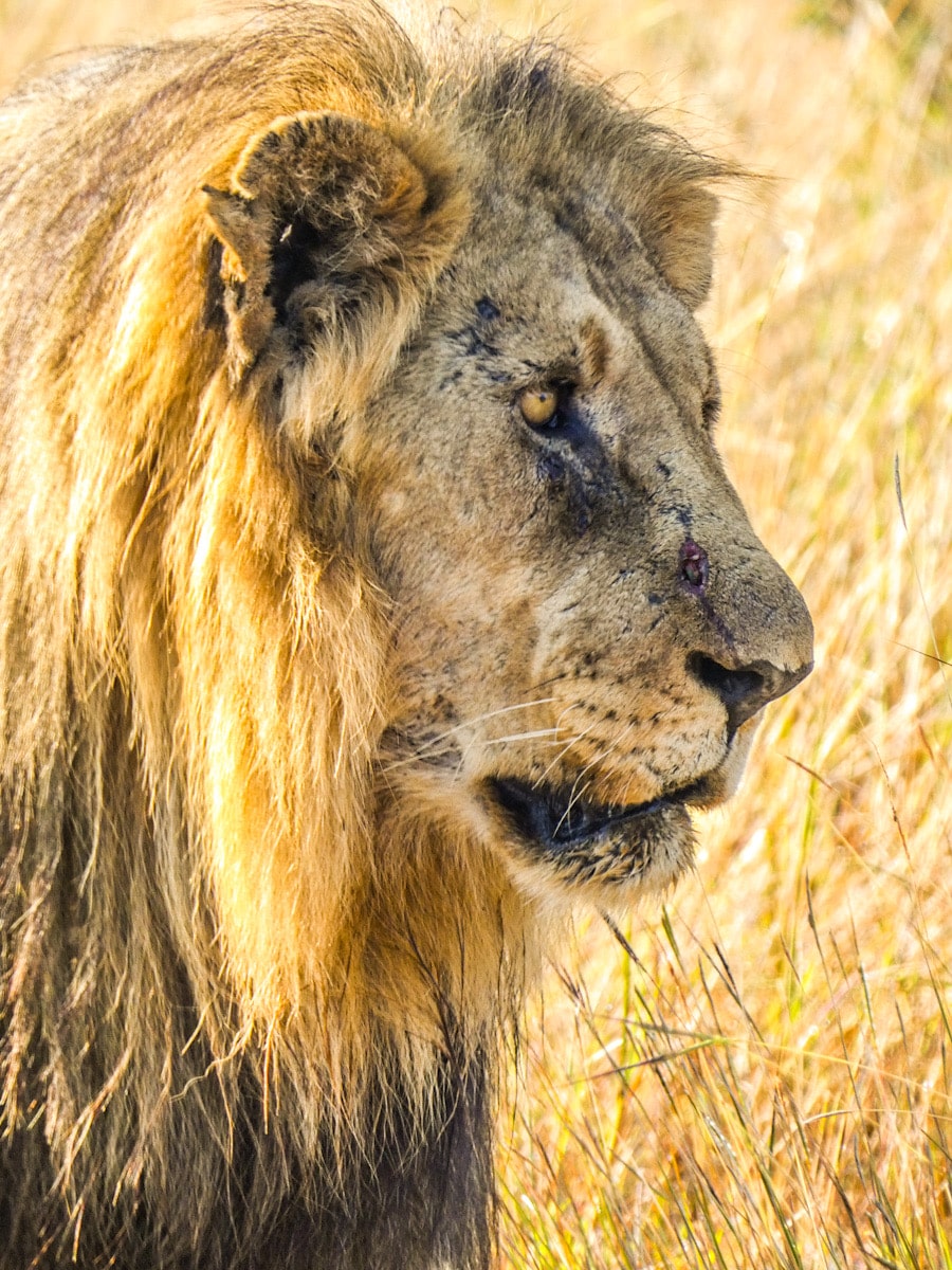 A close up profile of a male lion. He has a beautiful golden mane and scars on his face.