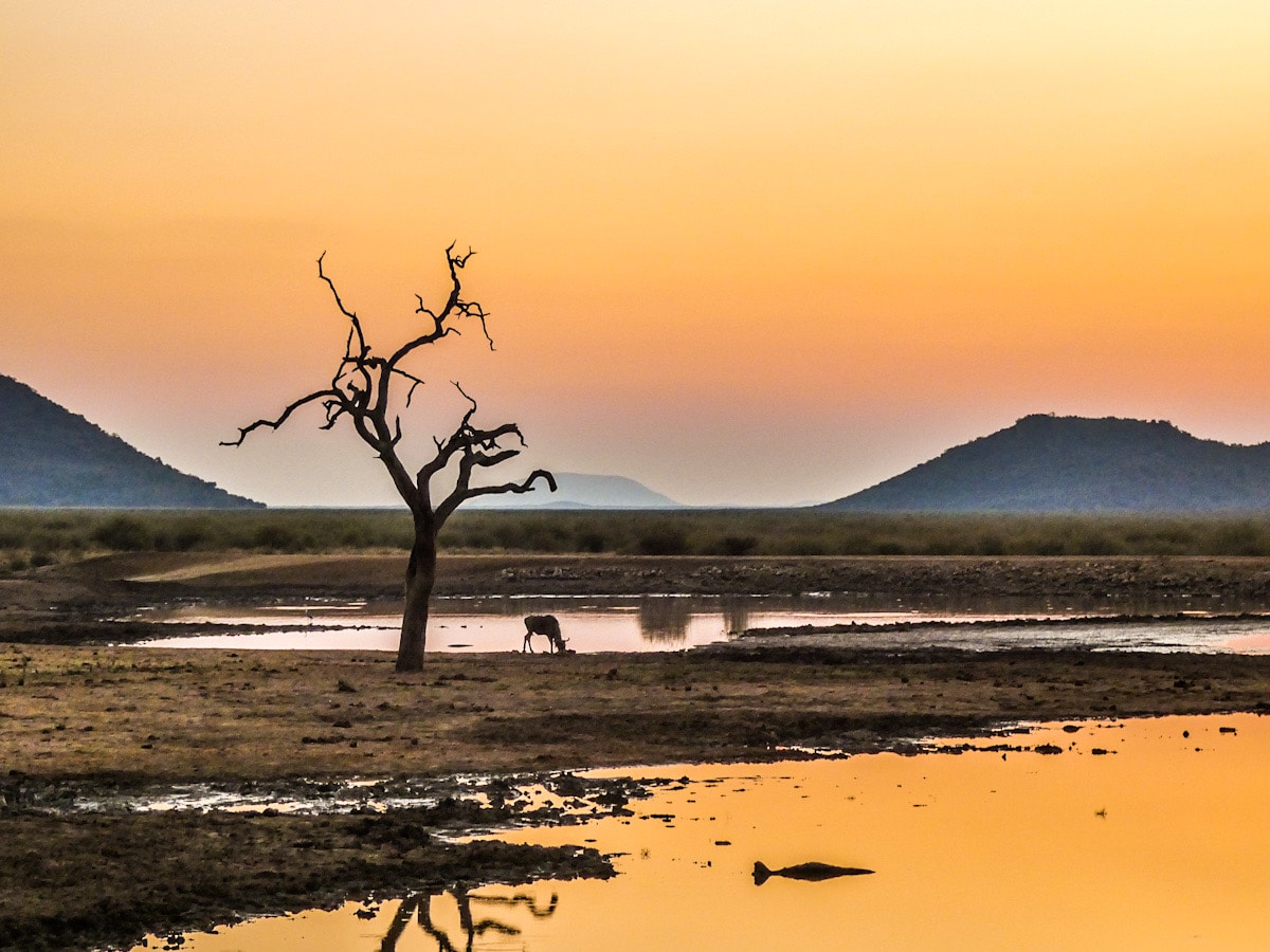 A beautiful orange sunset in the South African bush. A silhouette of a lone antelope drinks from the watering hole next to the silhouette of a leafless tree with mountains in the distance.