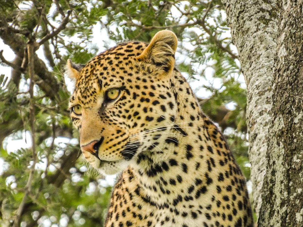 A close up of a leopard as he looks to the side whilst sitting in a tree.