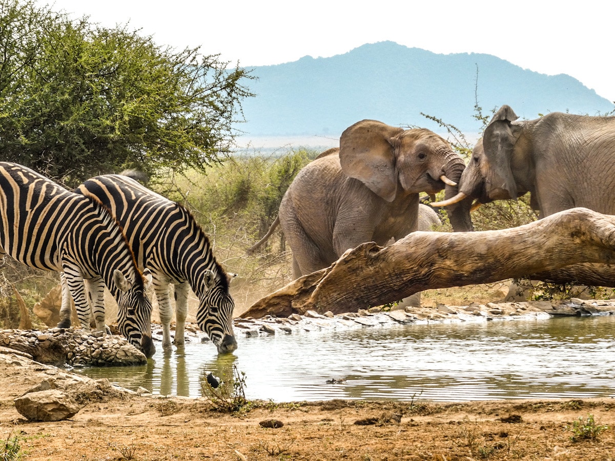 Two zebra drink from a watering hole in South Africa whilst two elephants butt heads in the background.