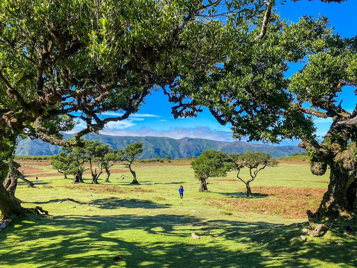 A woman in a blue coat walks amongst trees in Fanal Forest in Madeira. Mountains and trees can be seen in the distance as the trees frame her.