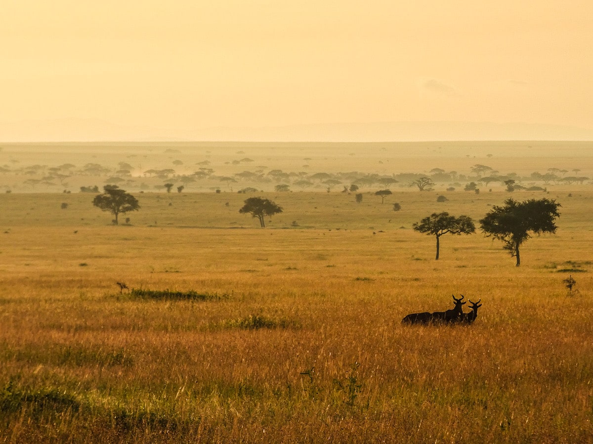 A landscape of the African savannah at sunrise. The view is dotted with silhouettes of acacia tress and the silhouettes of two hartebeests stand within the landscape.