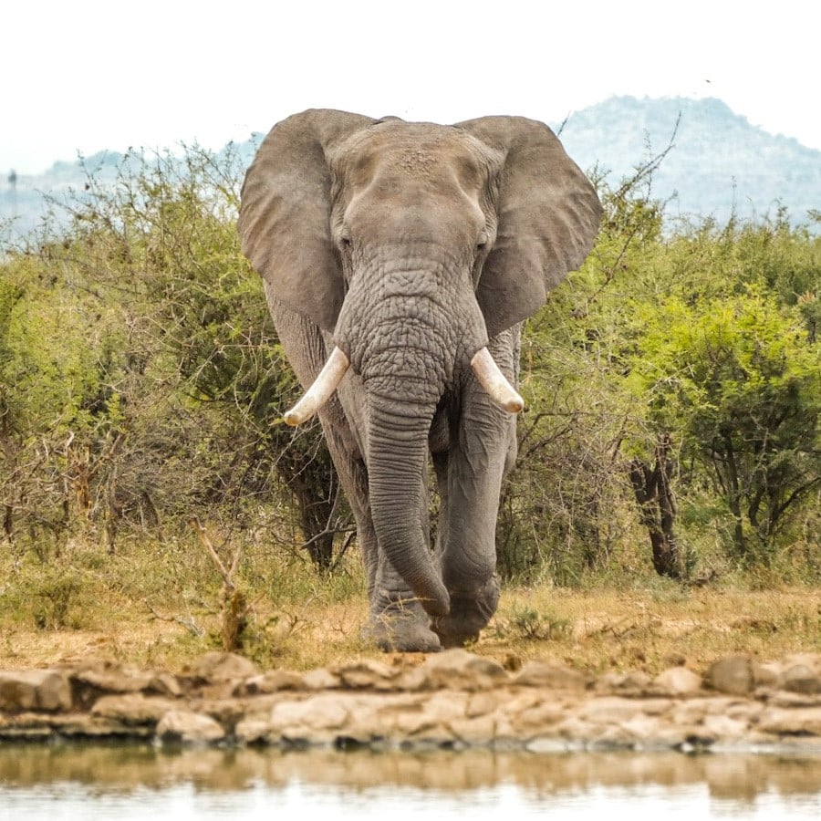 A bull elephant walks straight towards the camera on a safari in South Africa. The African bush is in the background.