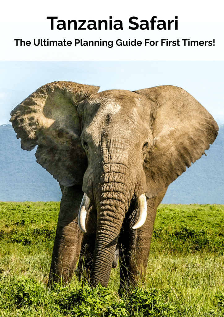 Elephant in the Ngorongoro Crater, photographed during an early morning game drive, during green season, on safari in Tanzania