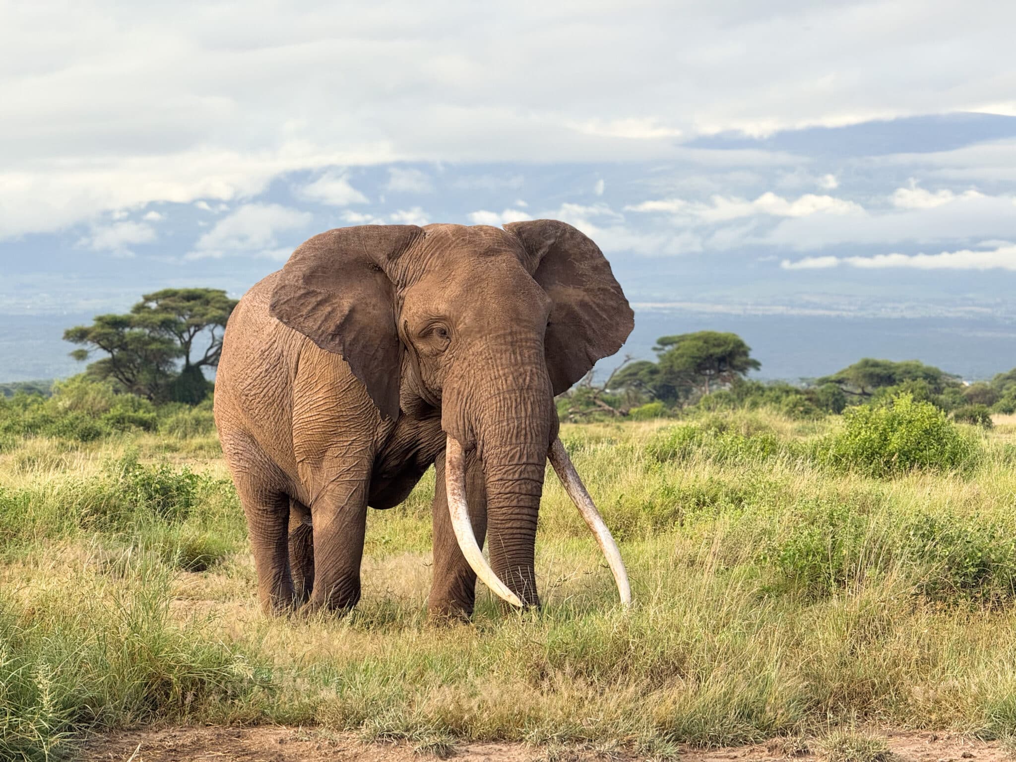 A bull elephant in Amboseli National Park, photographed during a game drive on safari in Kenya with a cloudy Mount Kilimanjaro behind him.