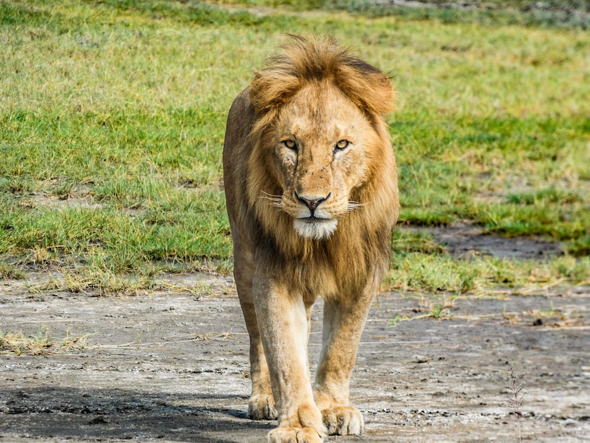 A lion in the Serengeti photographed during an afternoon game drive on safari in Tanzania.