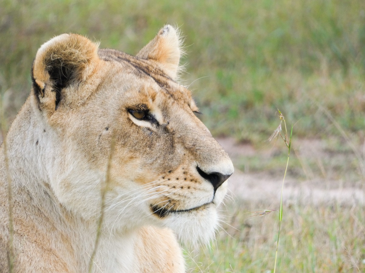 Lioness in South Africa, photographed during a an afternoon game drive on safari in Klaserie Game Reserve.