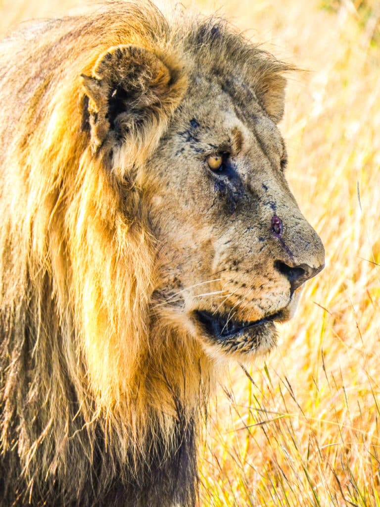 lion in Maidkwe Game Reserve, photographed during a morning game drive on safari in South Africa.