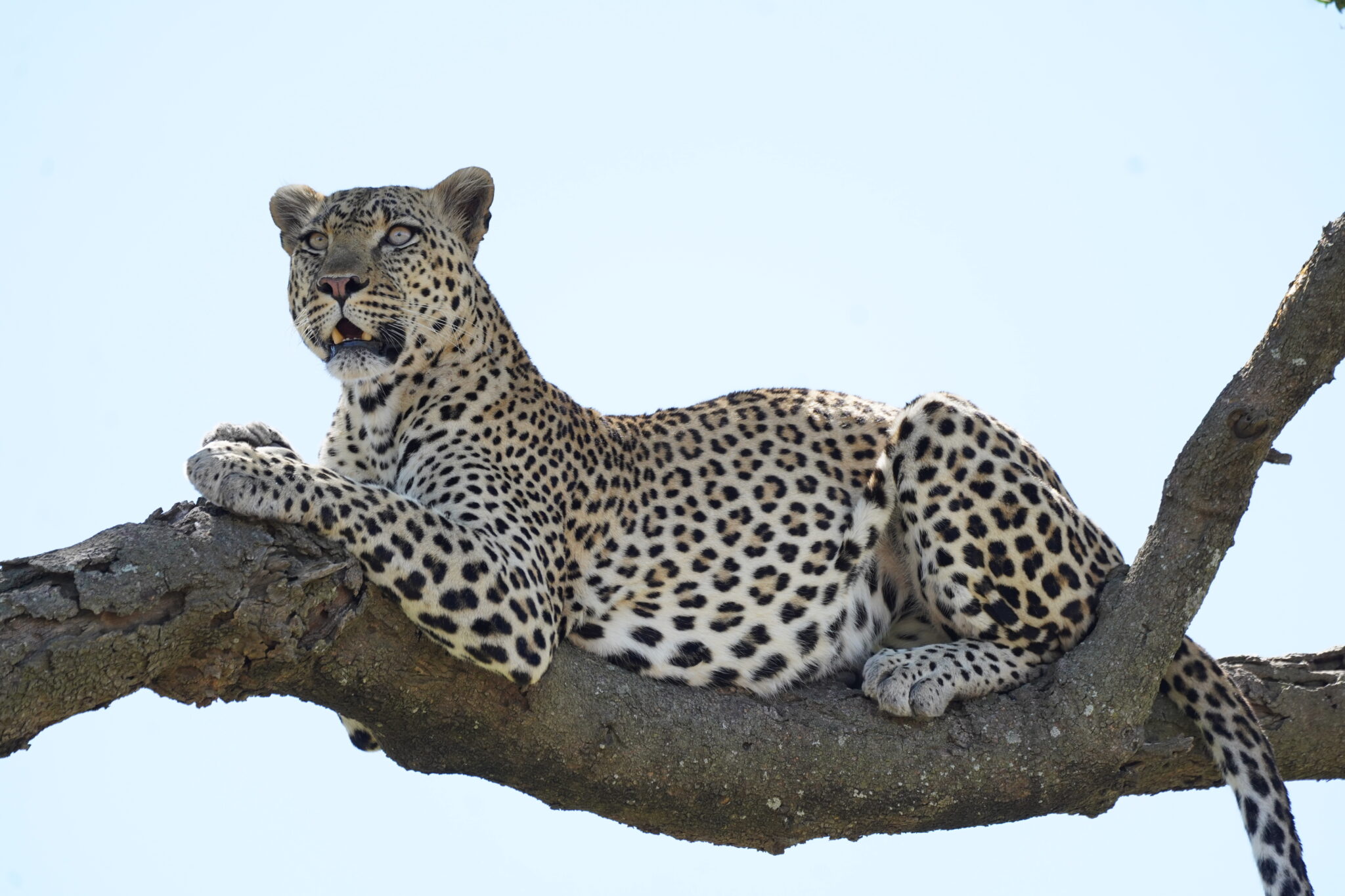 A leopard looks out of a tree on a safari game dirve in Africa