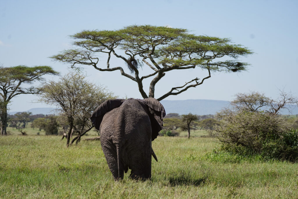 the back of an elephant walking toward a tree