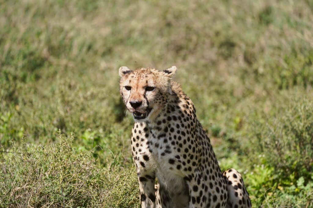 A cheetah in the Serengeti National Park