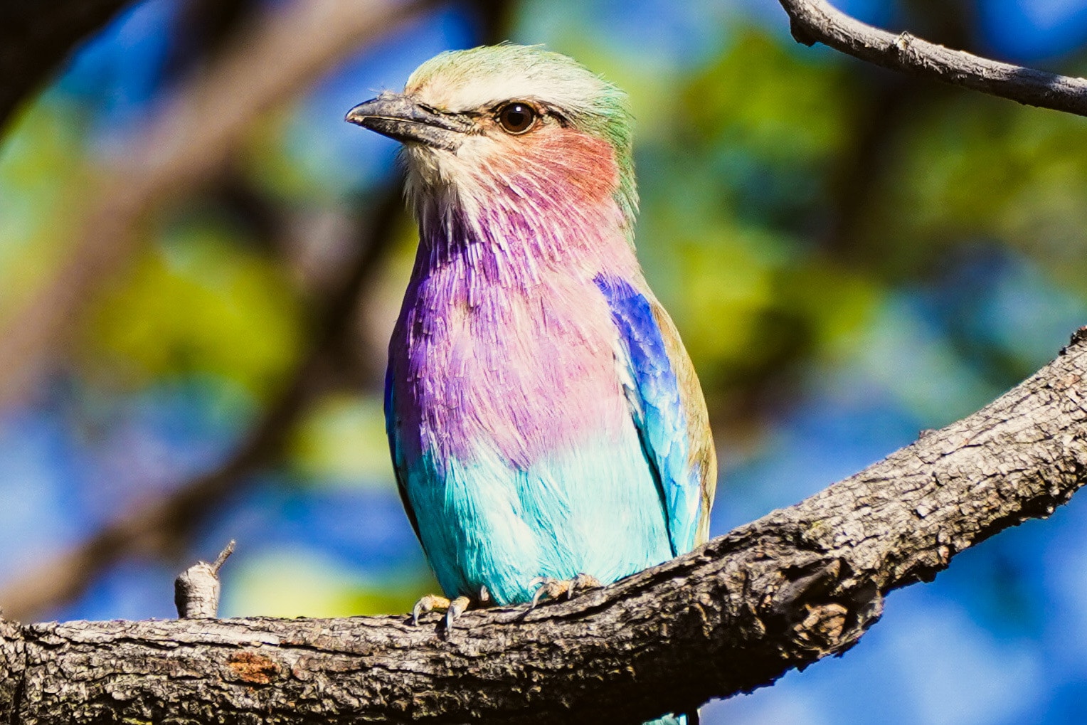 A lilac breasted roller sits on a tree branch in the Botswanan African bush