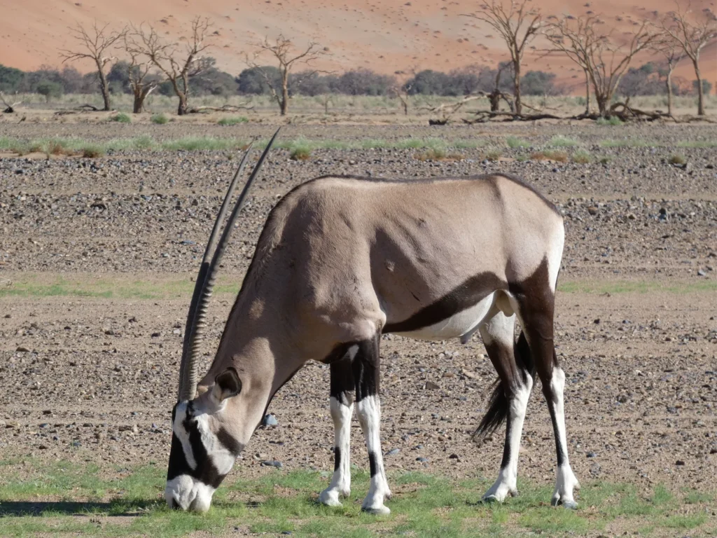 Picture of Oryx grazing
