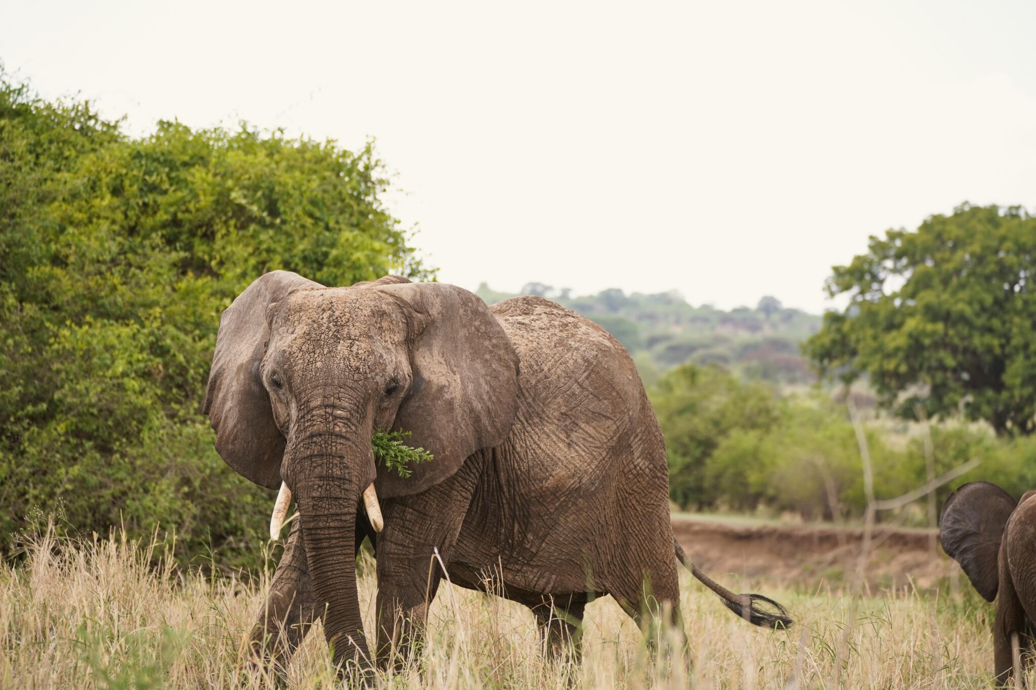African elephant walking through the bush on a Tanzania safari