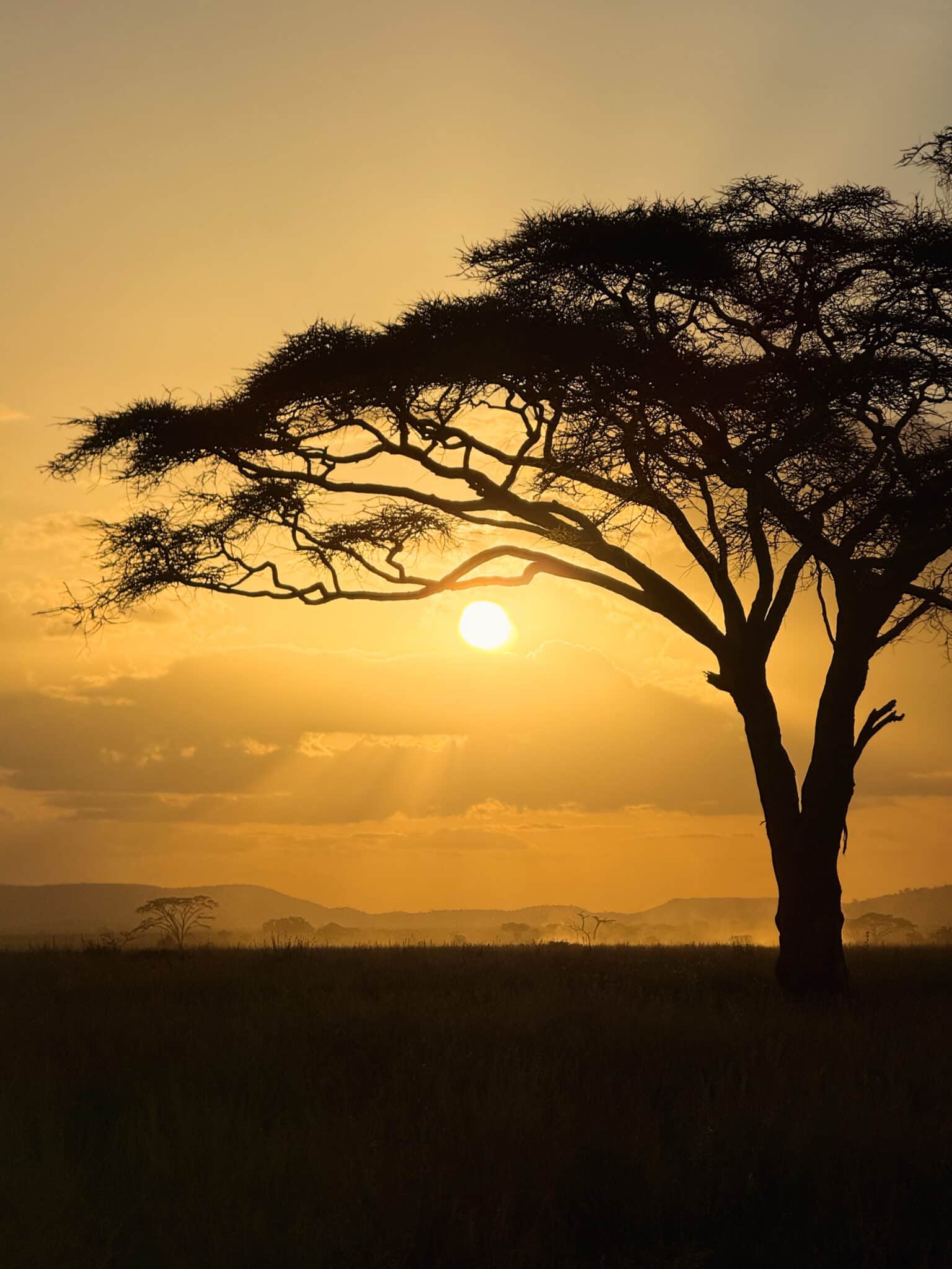 Acacia tree silhouetted at sunset on a Tanzania safari